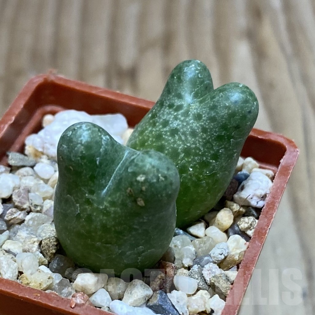 SH3811 Conophytum marginatum ssp. haramoepense - Image 2