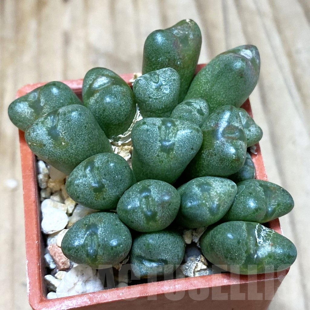 SH3814 Conophytum tantillum