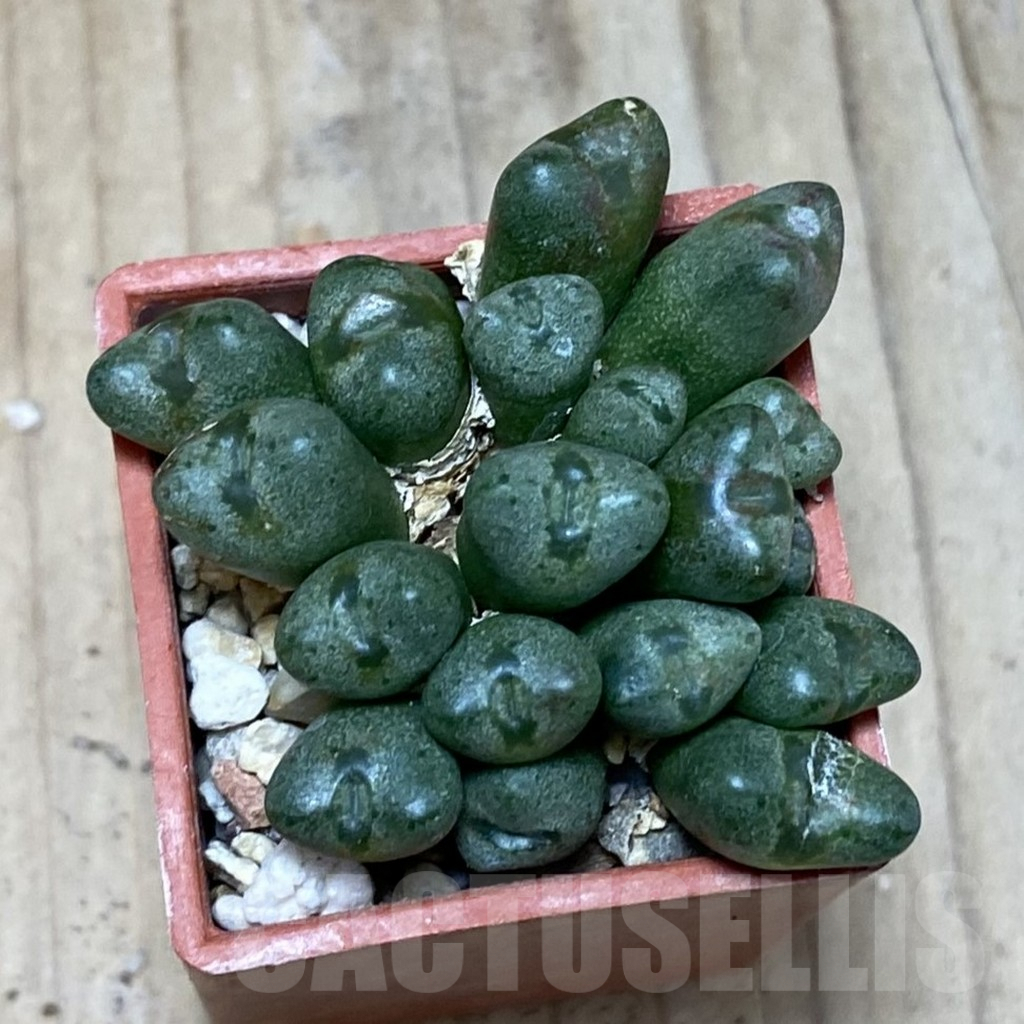 SH3814 Conophytum tantillum - Image 2