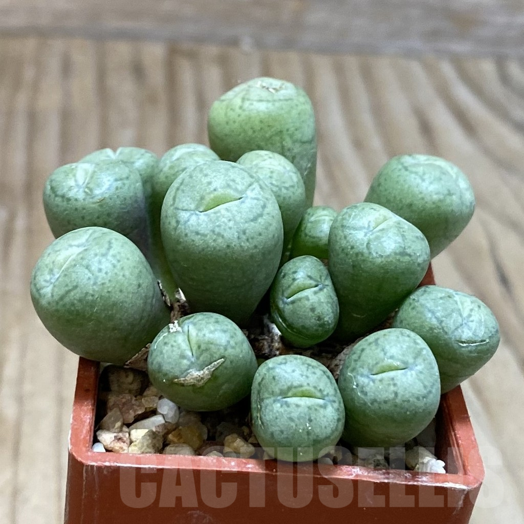 SH3815 Conophytum truncatum PV1073 - Image 2