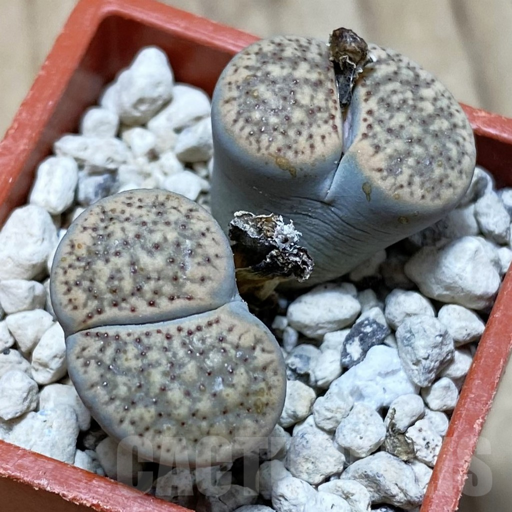 SH3820 Lithops verruculosa
