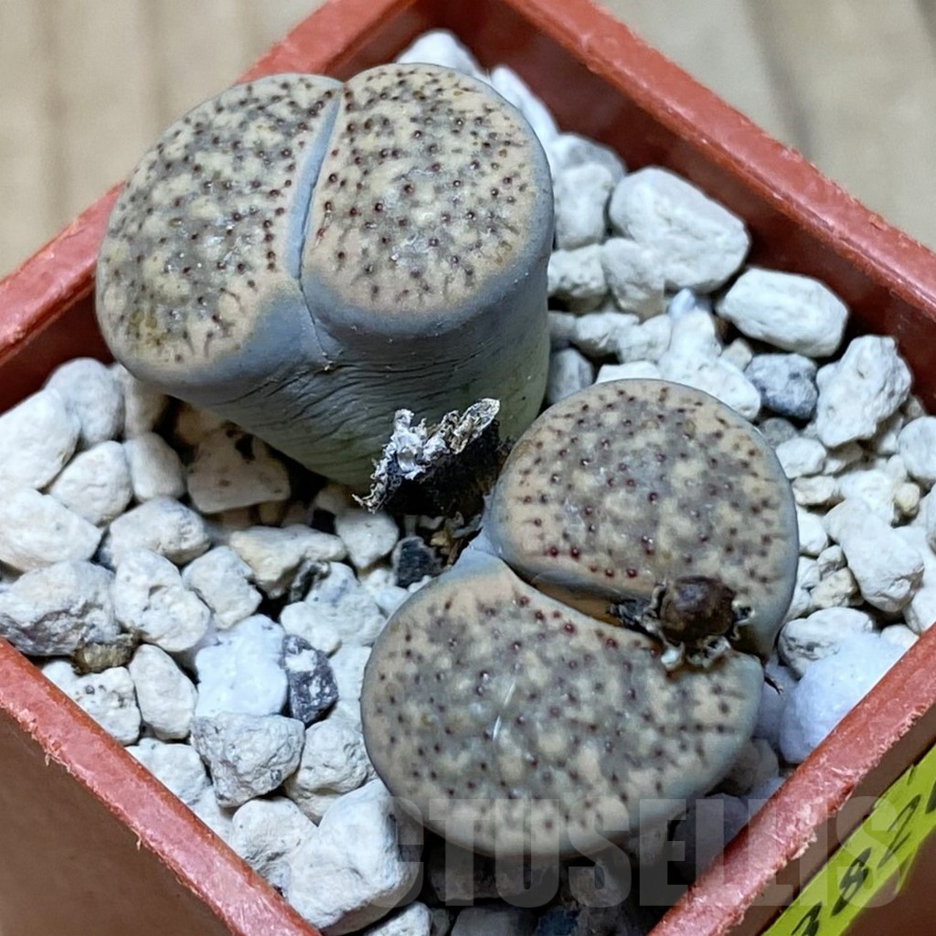 SH3820 Lithops verruculosa - Image 2