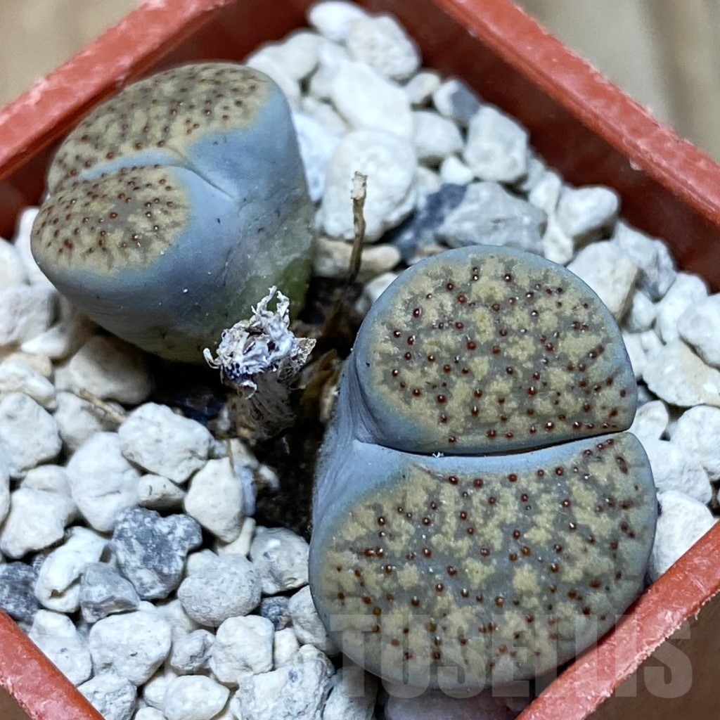 SH3821 Lithops verruculosa