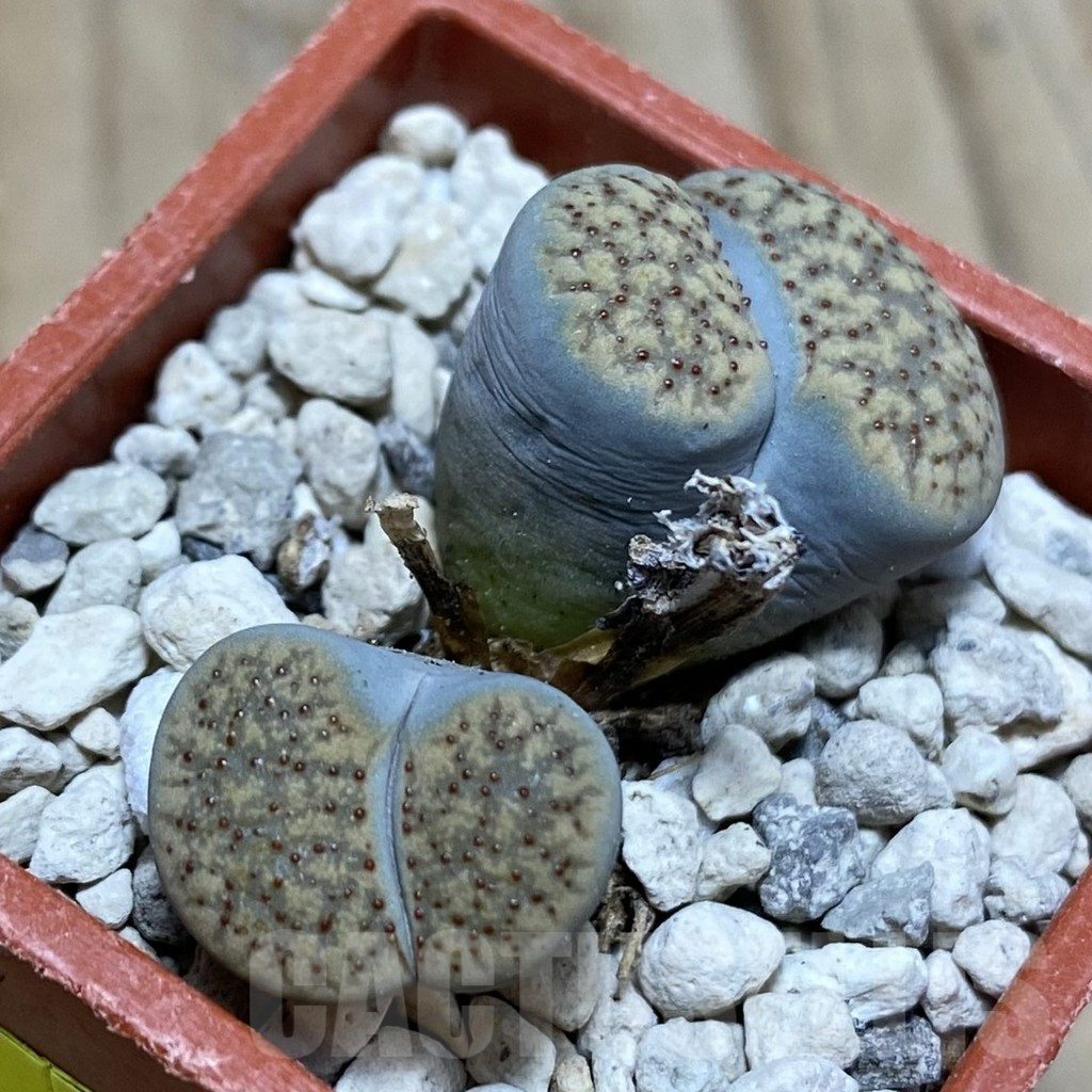 SH3821 Lithops verruculosa - Image 2