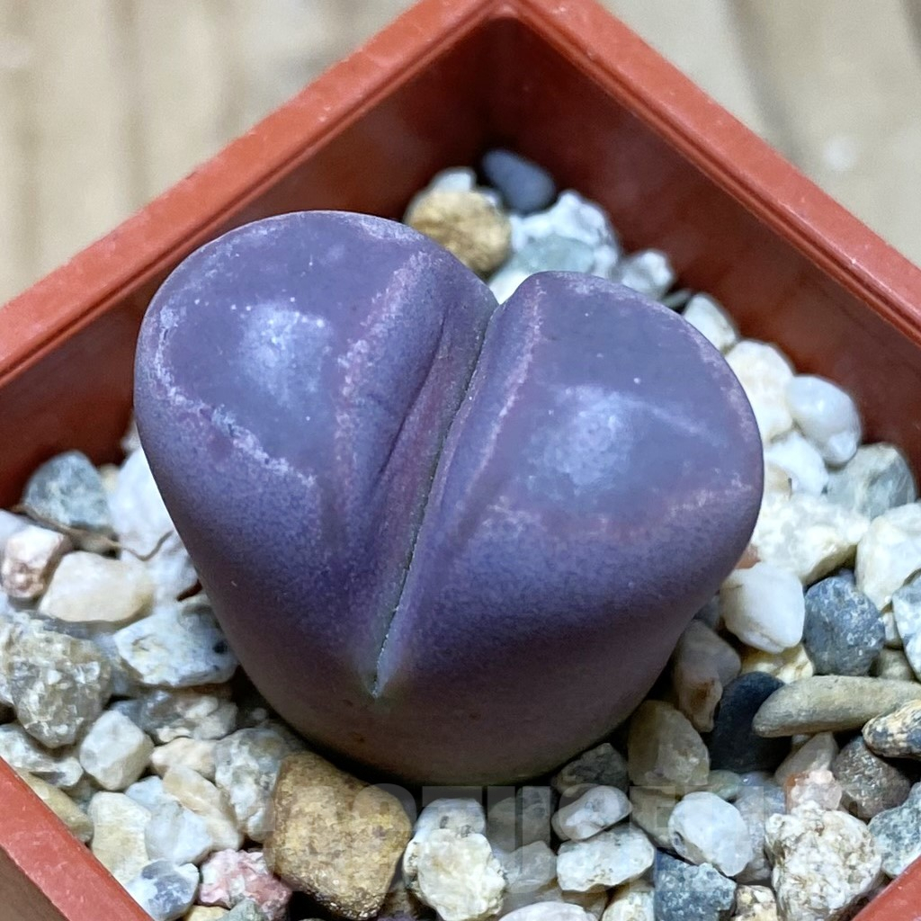 SH3823 Lithops optica f. rubra - Image 2
