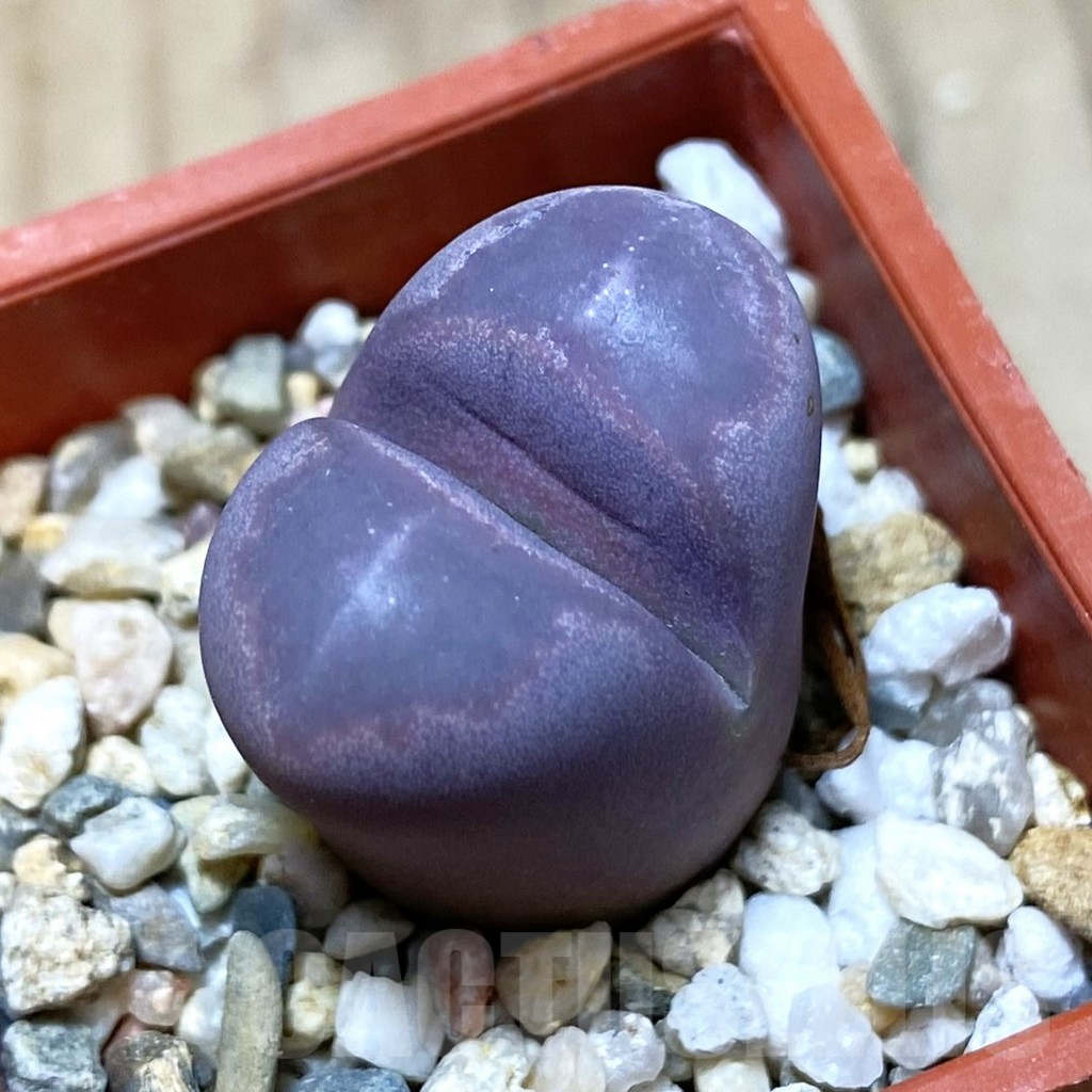SH3823 Lithops optica f. rubra