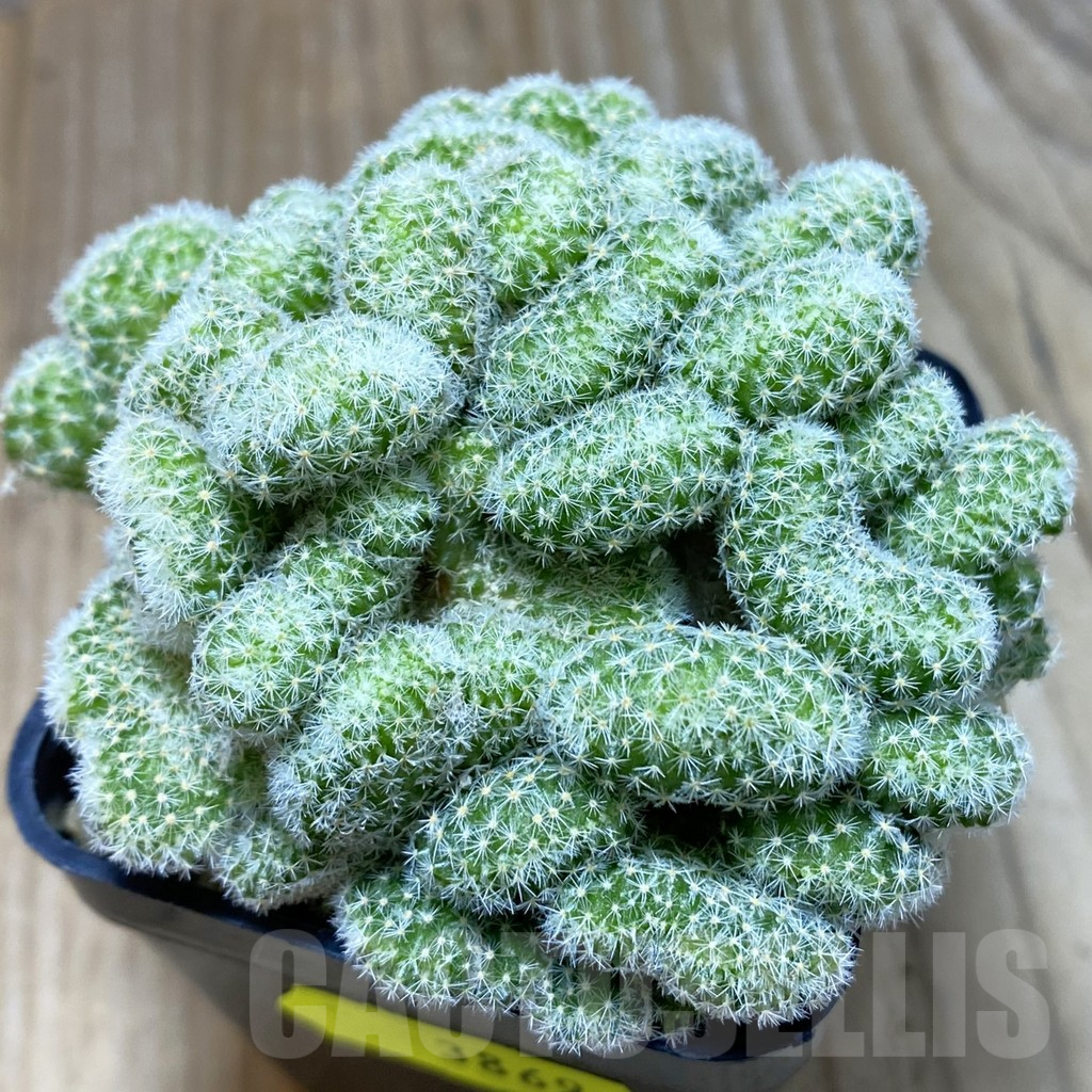 SH3869 Mammillaria giselae f. cristata