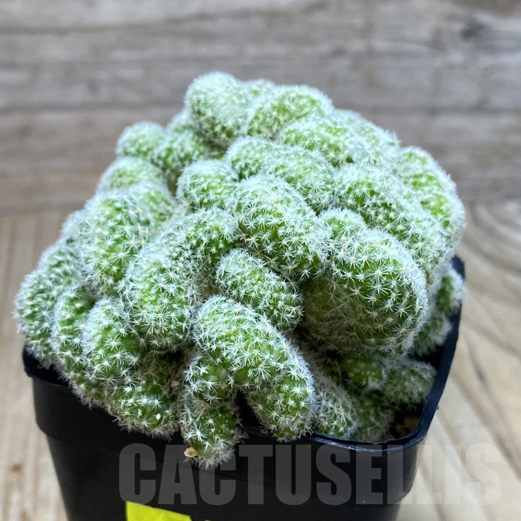 SH3869 Mammillaria giselae f. cristata - Image 2