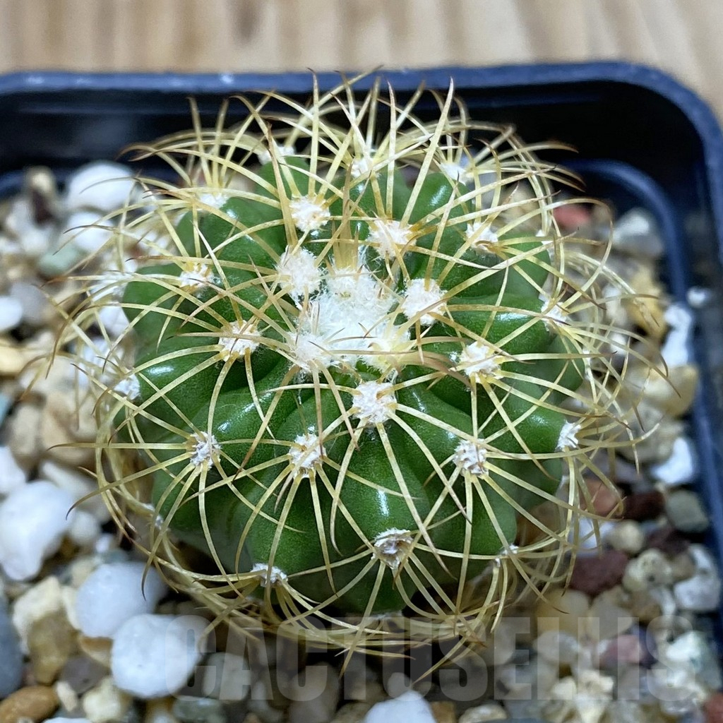 SH3876 Discocactus bahiensis
