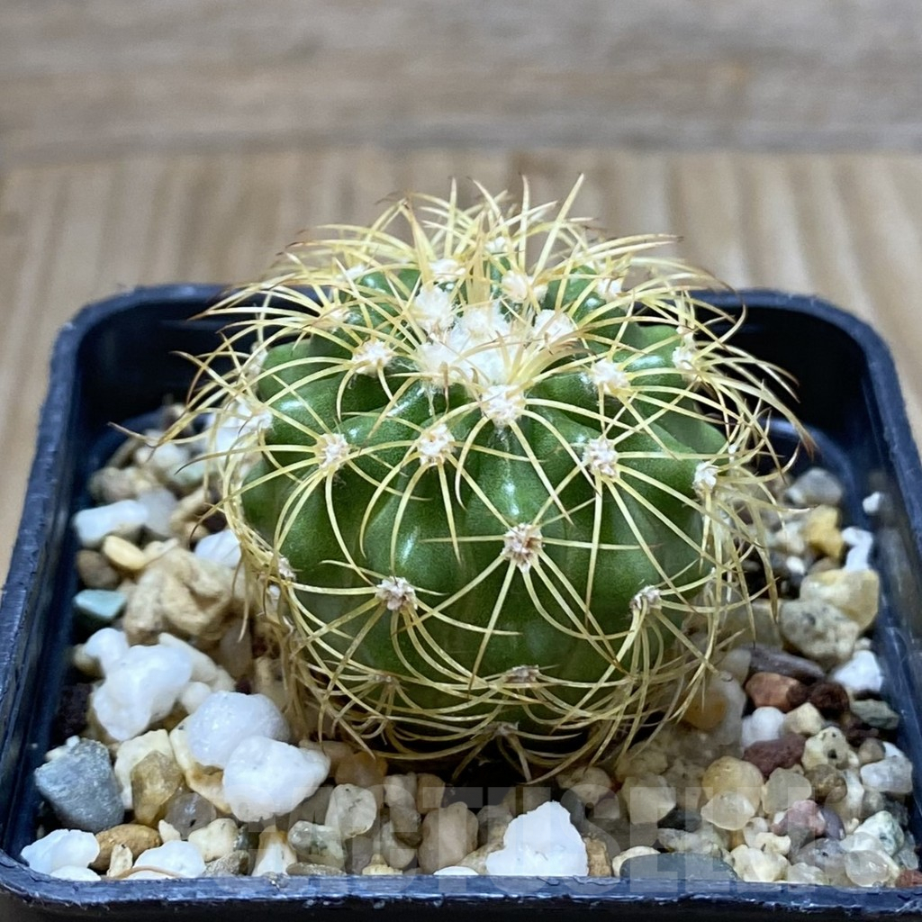 SH3876 Discocactus bahiensis - Image 2