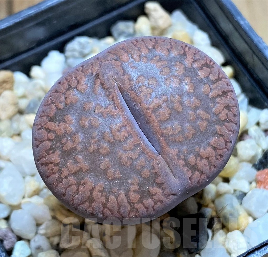 SHPR41054 Lithops aucampiae C173