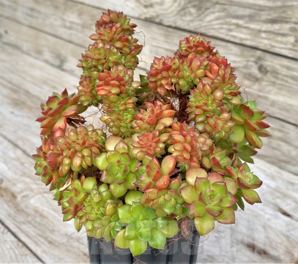 SHPR41162 Echeveria 'Letizia' f. cristata - Image 2
