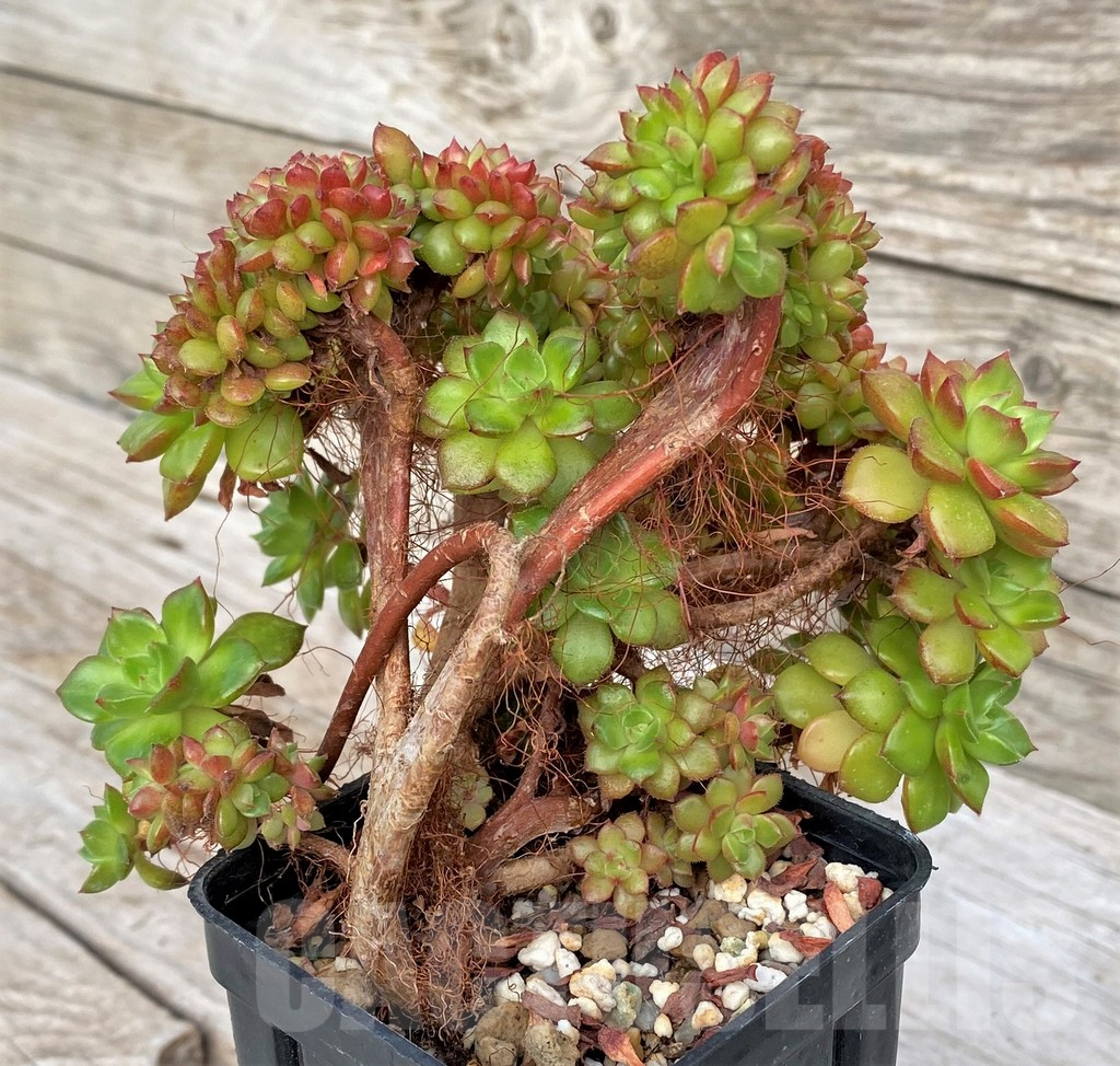 SHPR41162 Echeveria 'Letizia' f. cristata - Image 3