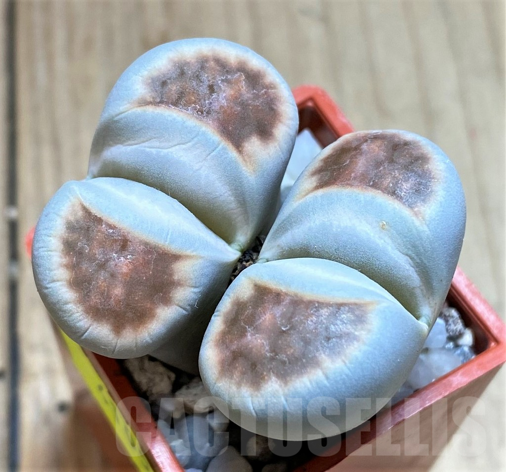 SHPR41057 Lithops karasmontana v. mickbergensis