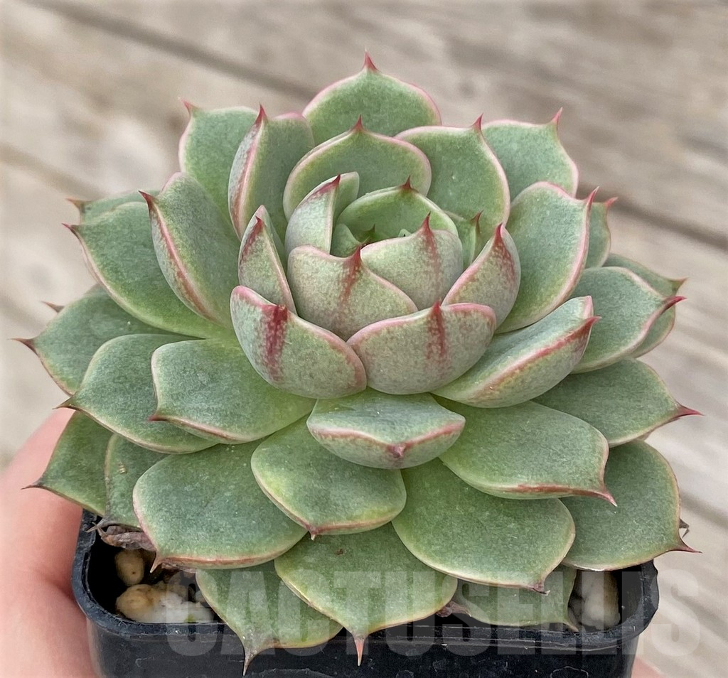 SHPR41171 Echeveria sp.