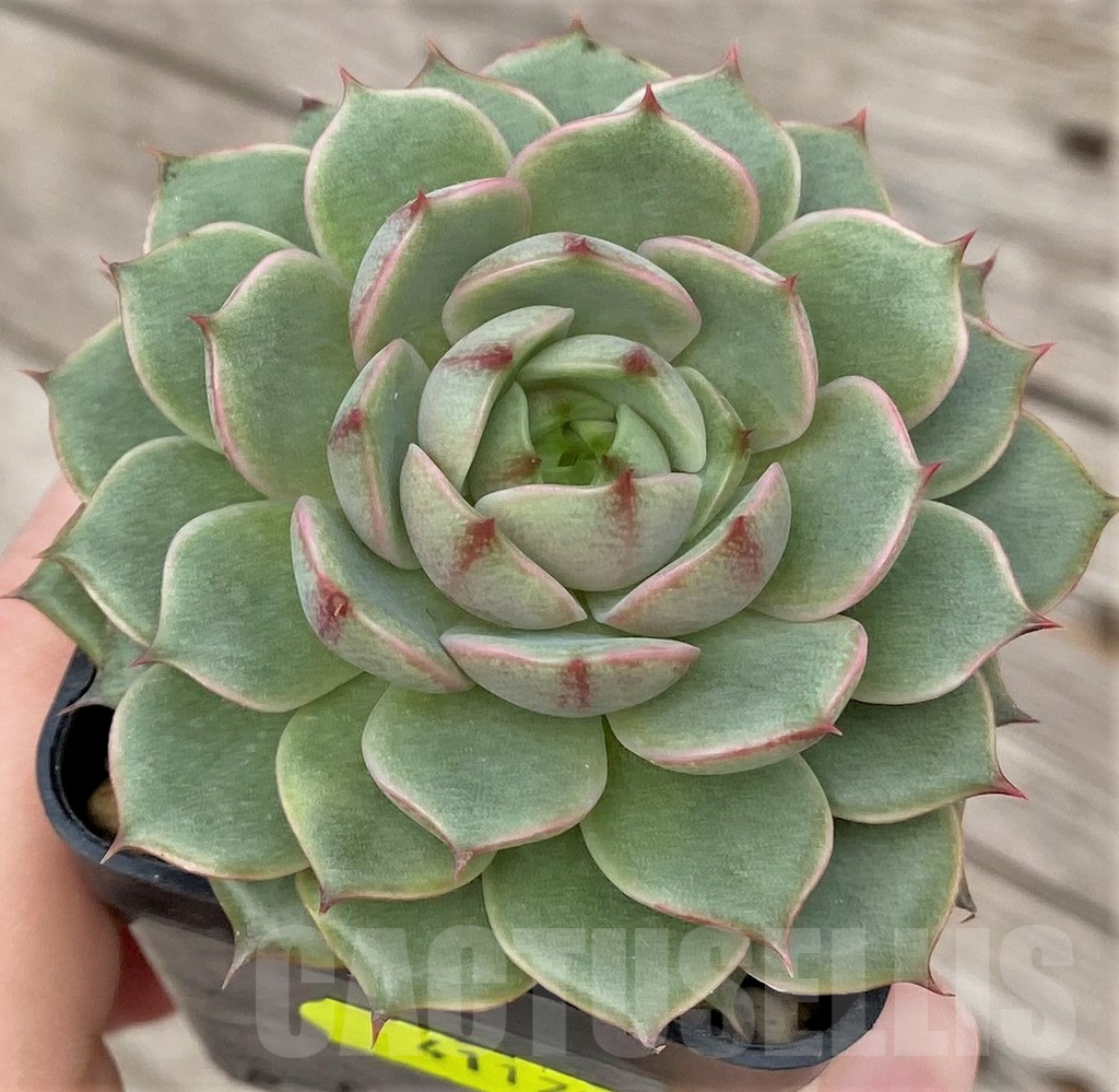 SHPR41171 Echeveria sp. - Image 2