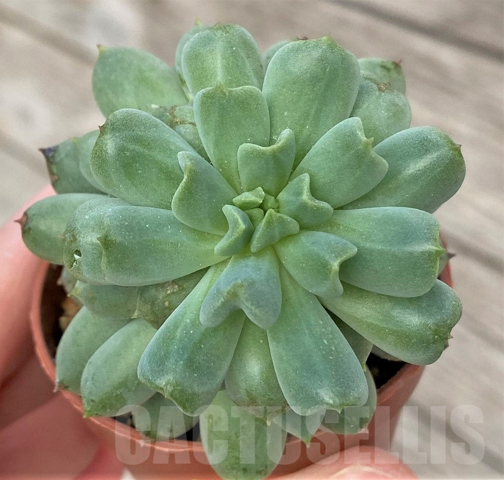 SHPR41173 Echeveria 'Irish Mint'