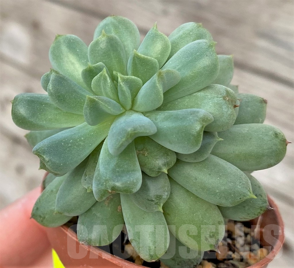 SHPR41173 Echeveria 'Irish Mint' - Image 2