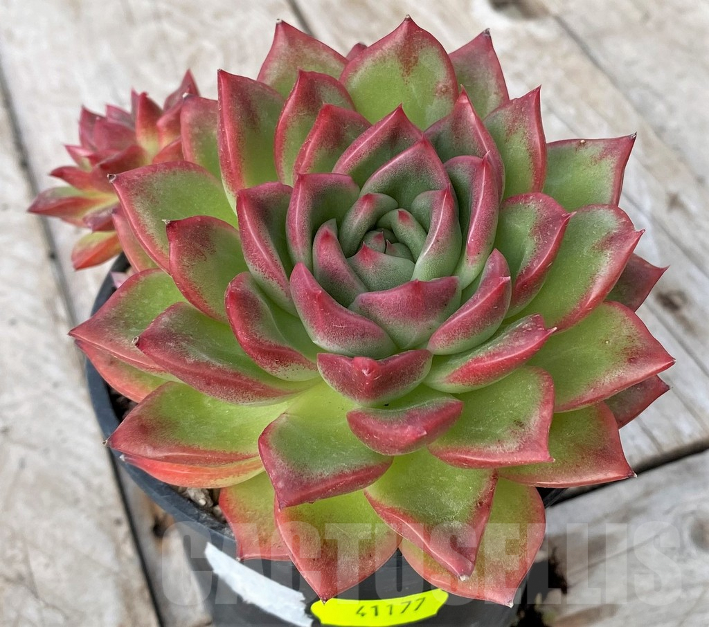 SHPR41177 Echeveria ‘Floreana’