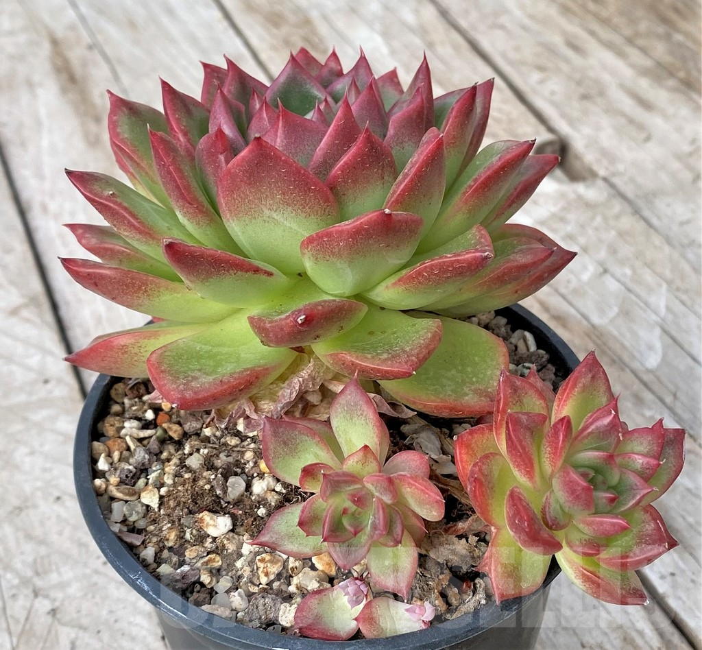 SHPR41177 Echeveria ‘Floreana’ - Image 2