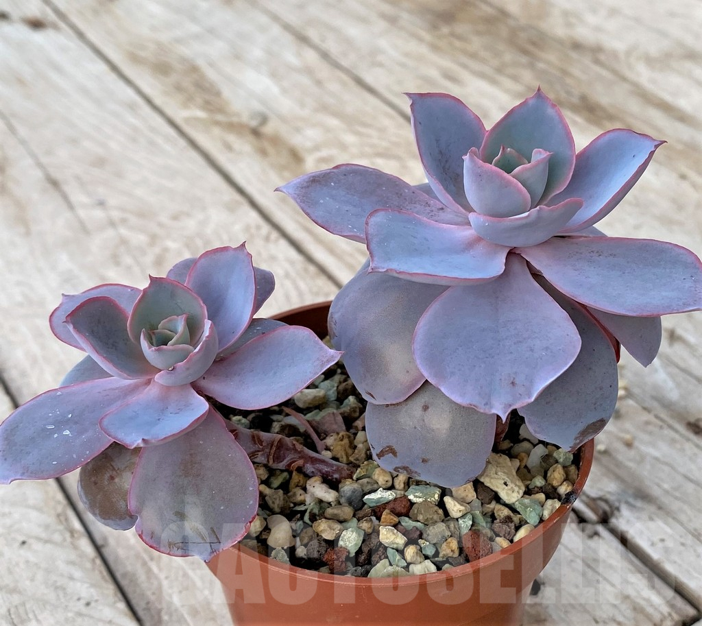SHPR41179 Echeveria ‘Afterglow’ - Image 2