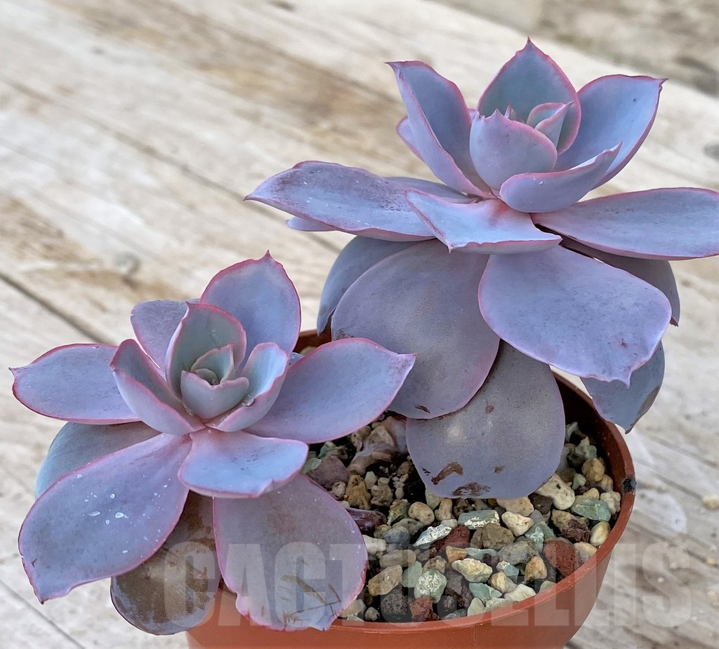 SHPR41179 Echeveria ‘Afterglow’