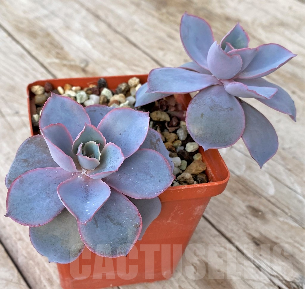 SHPR41180 Echeveria ‘Afterglow’ - Image 3
