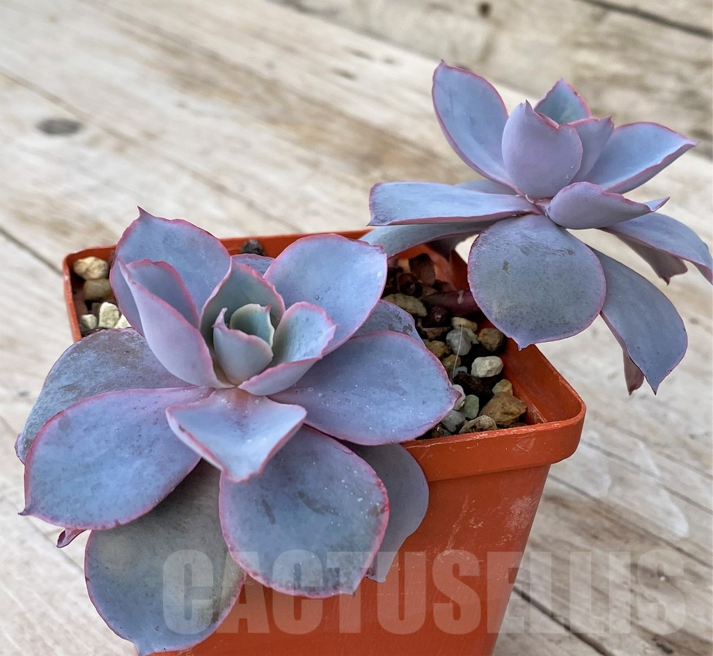 SHPR41180 Echeveria ‘Afterglow’ - Image 2