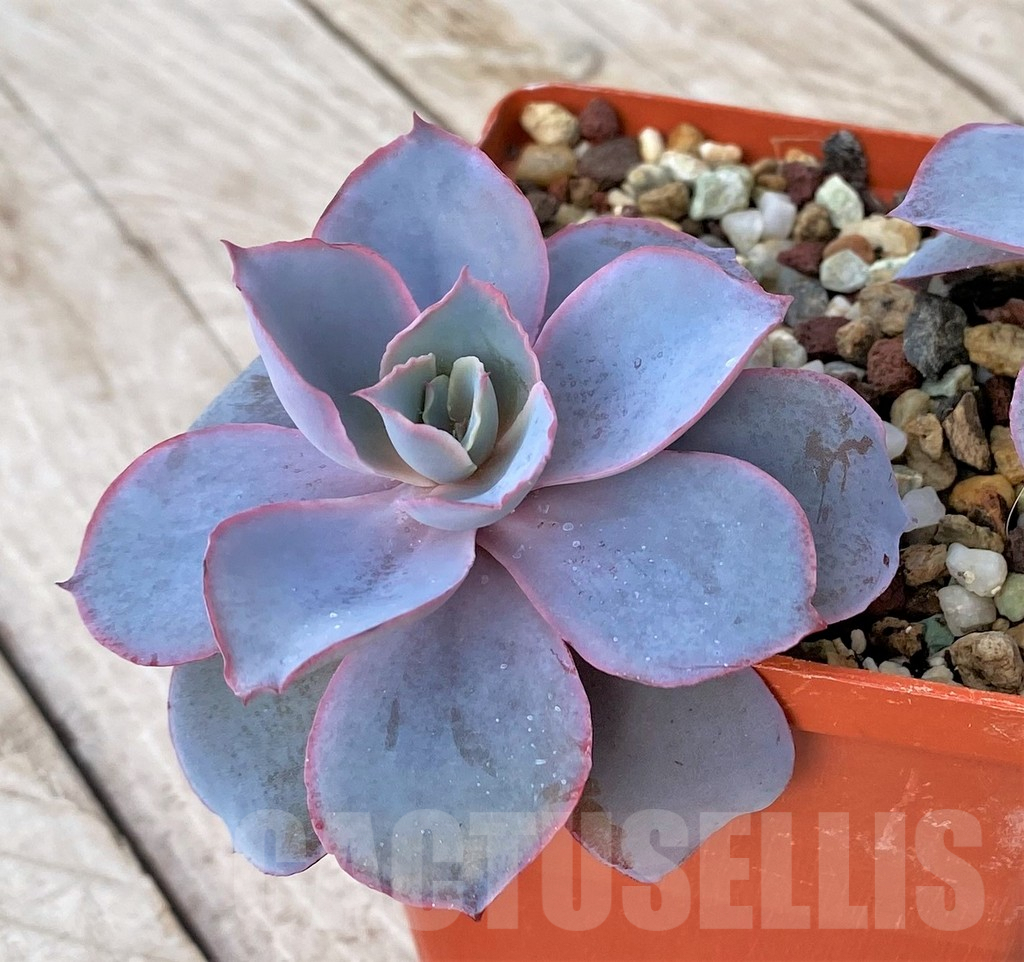 SHPR41180 Echeveria ‘Afterglow’