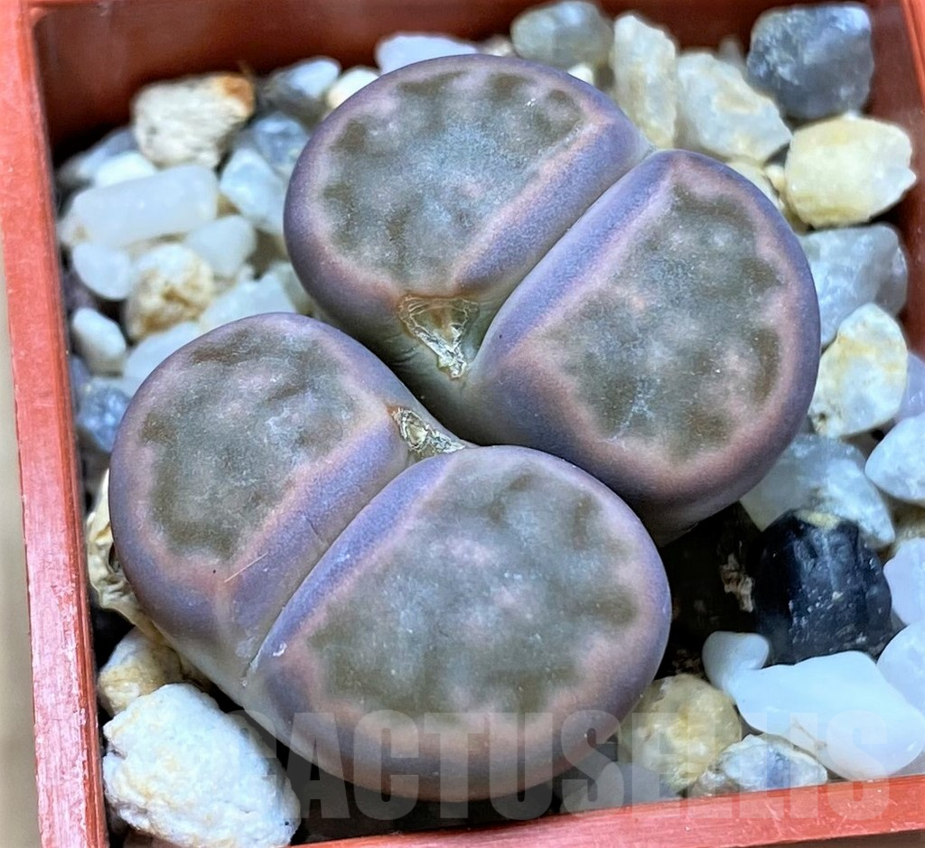SHPR41066 Lithops karasmontana v. tischeri