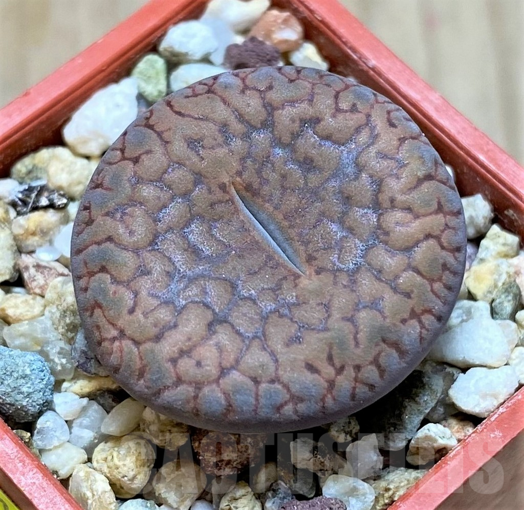 SHPR41069 Lithops aucampiae C333