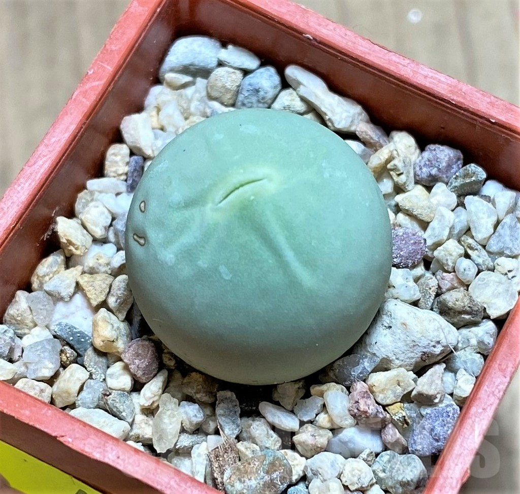 SHPR41074 Conophytum calculus - Image 2