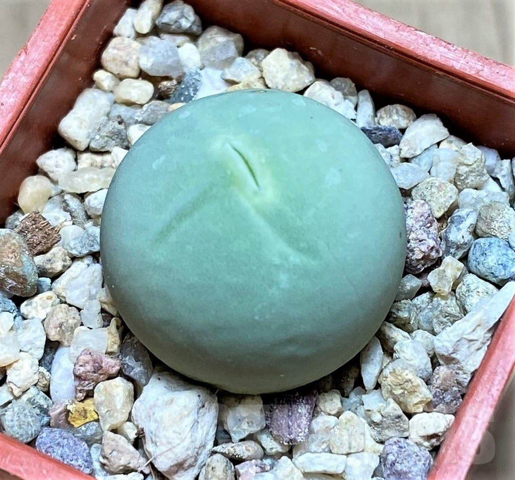 SHPR41074 Conophytum calculus