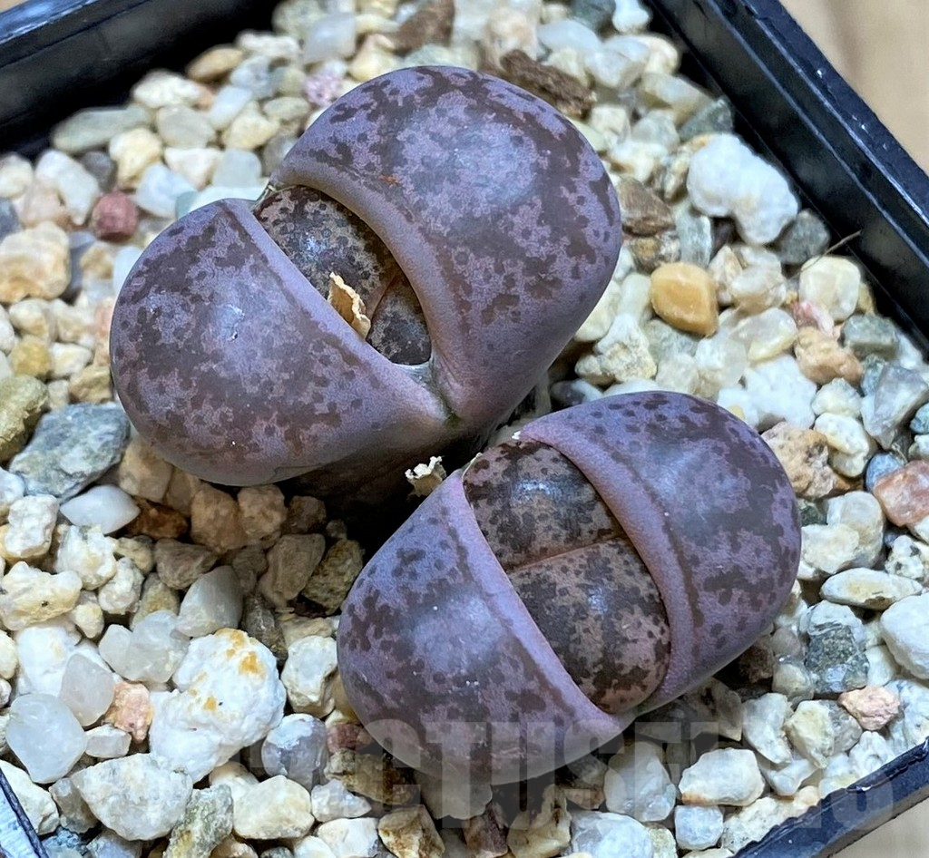SHPR41053 Lithops coleorum C396