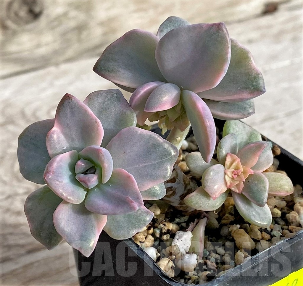 SHPR41149 Graptoveria 'Mrs Richards' - Image 2