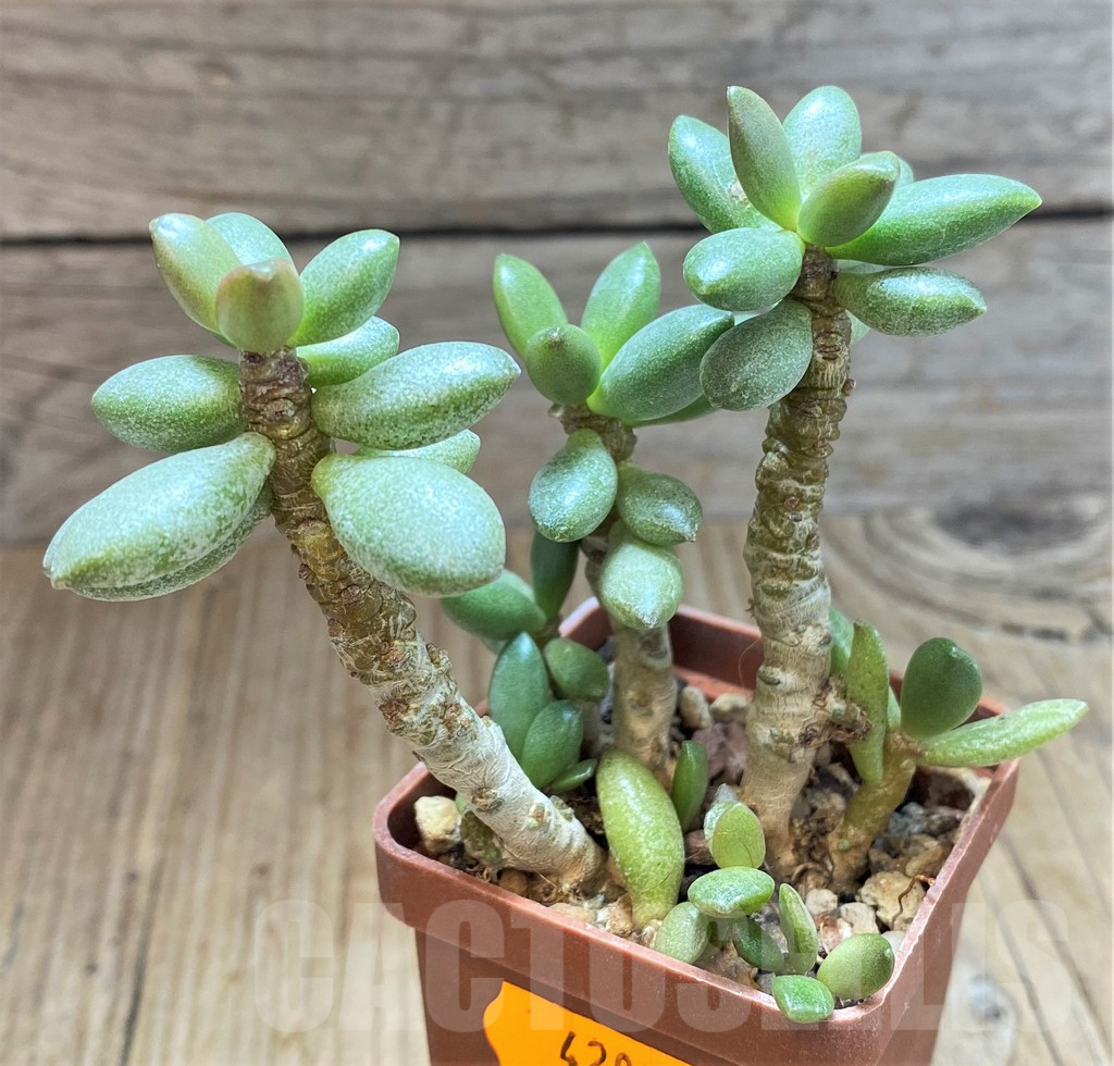 SHPR42055 Adromischus roaneanus - Image 2