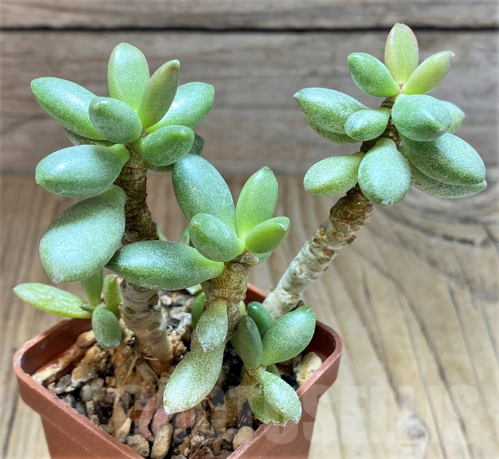 SHPR42055 Adromischus roaneanus - Image 3