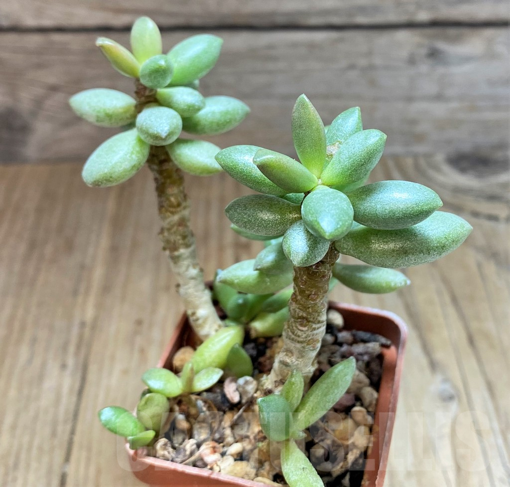 SHPR42055 Adromischus roaneanus