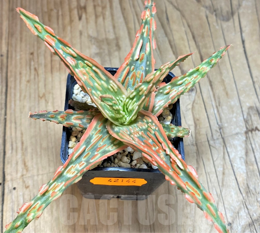 SHPR42144 Aloe hybrid - Image 2