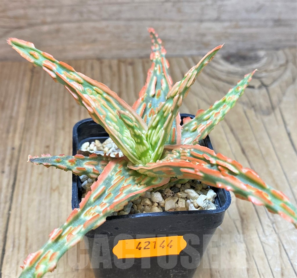 SHPR42144 Aloe hybrid