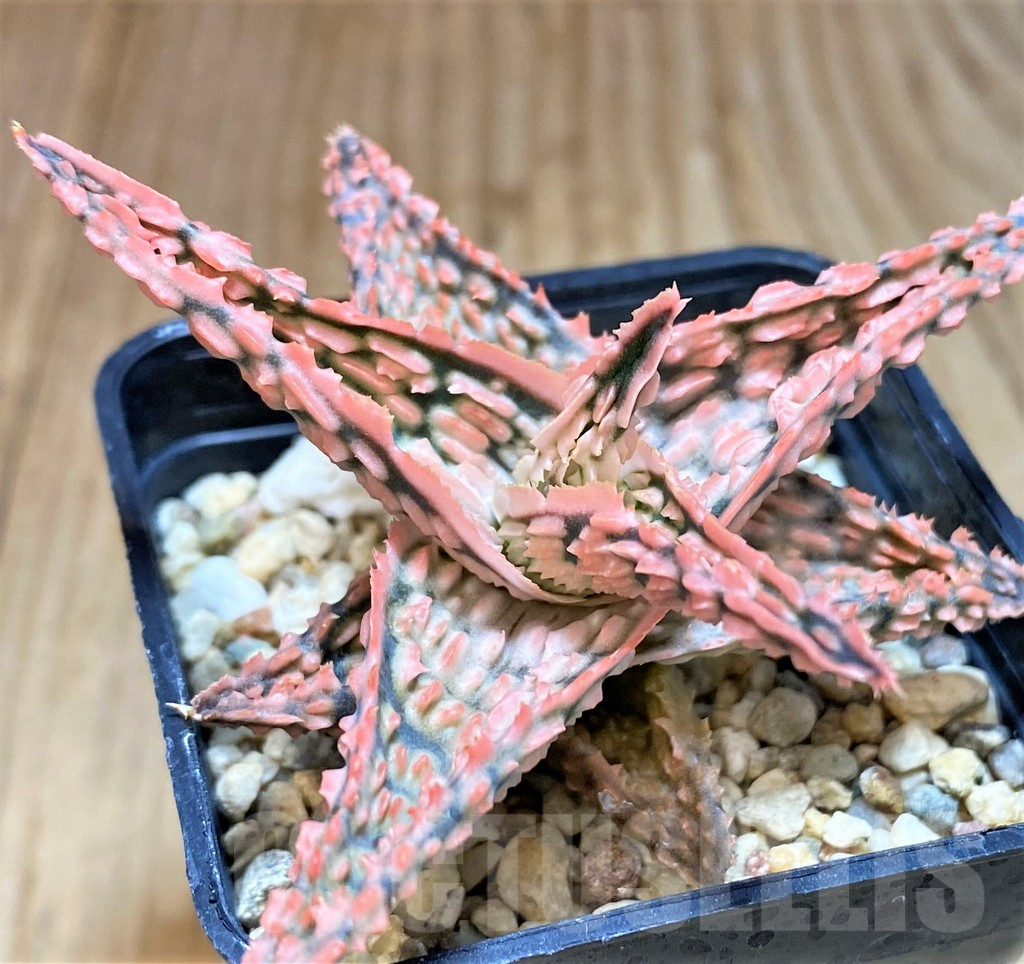 SHPR42146 Aloe hybrid