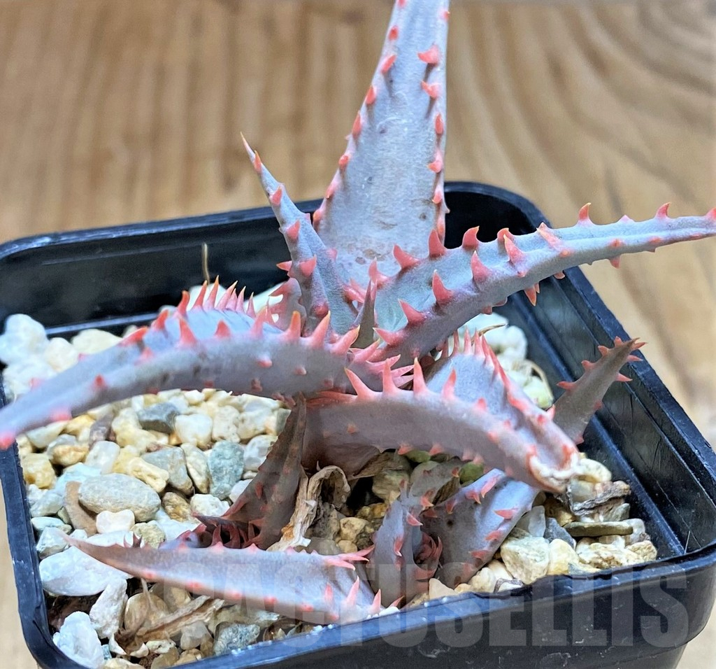 SHPR42147 Aloe hybrid