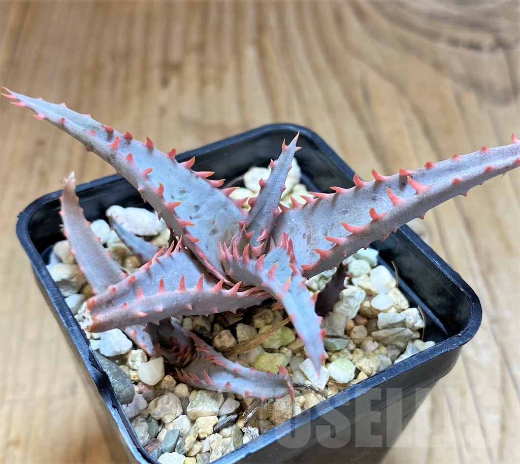 SHPR42147 Aloe hybrid - Image 2