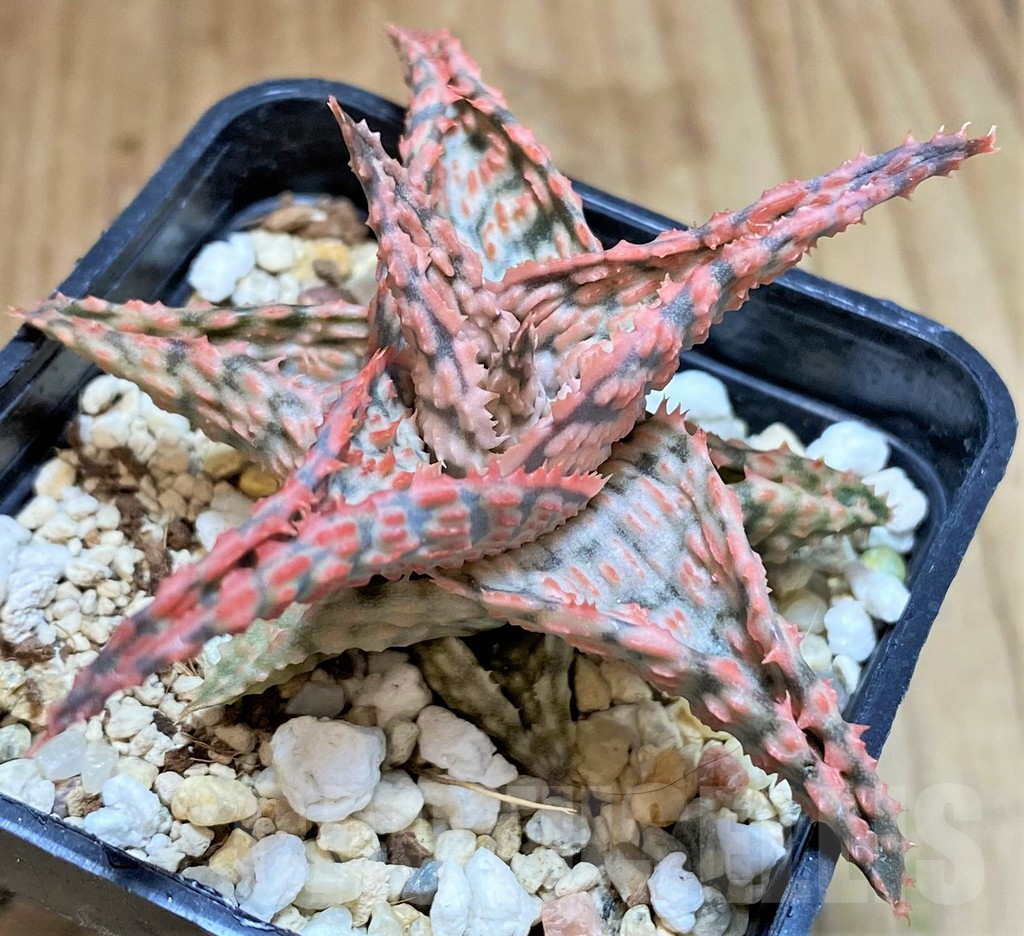 SHPR42148 Aloe hybrid - Image 2