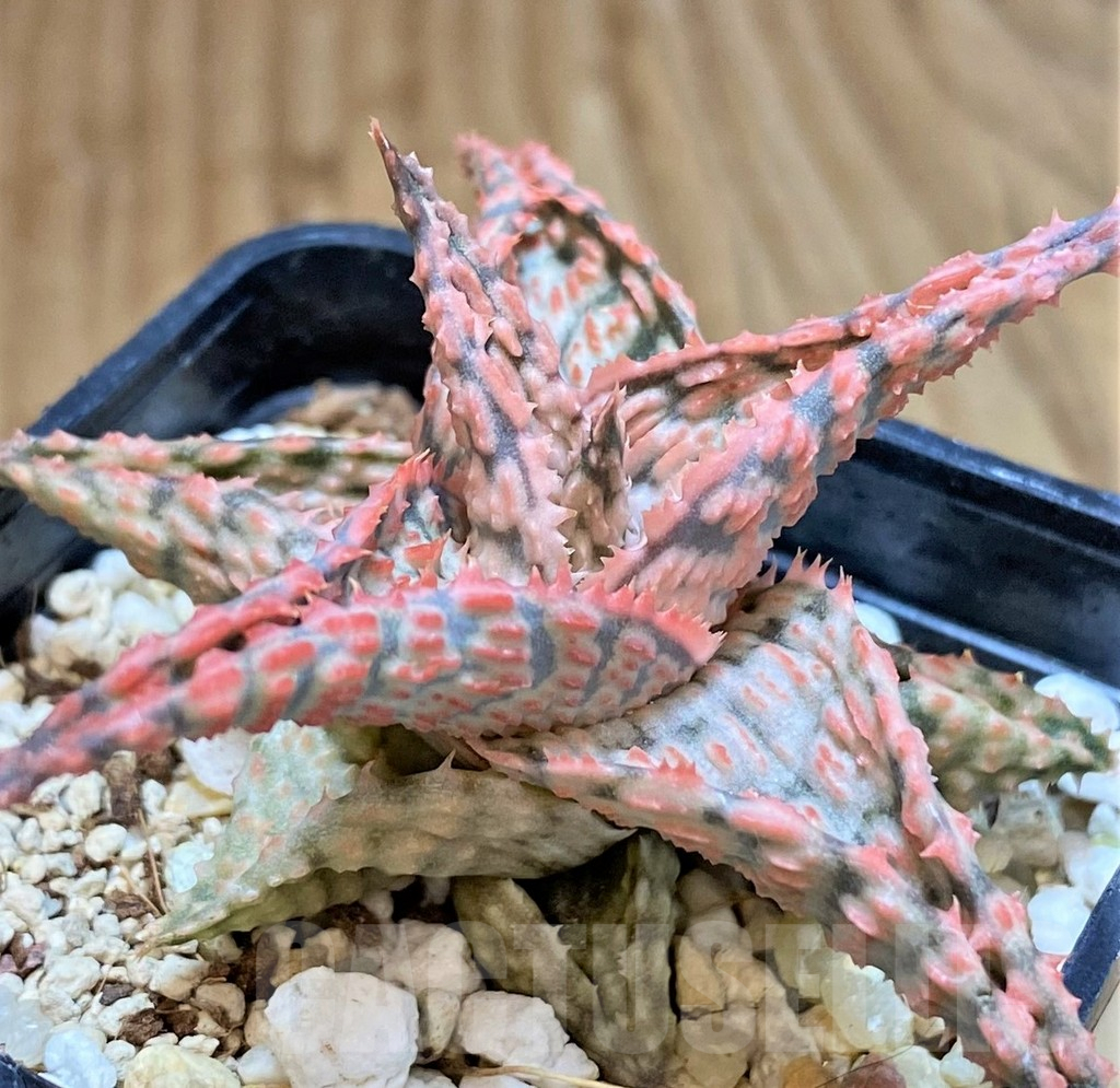 SHPR42148 Aloe hybrid