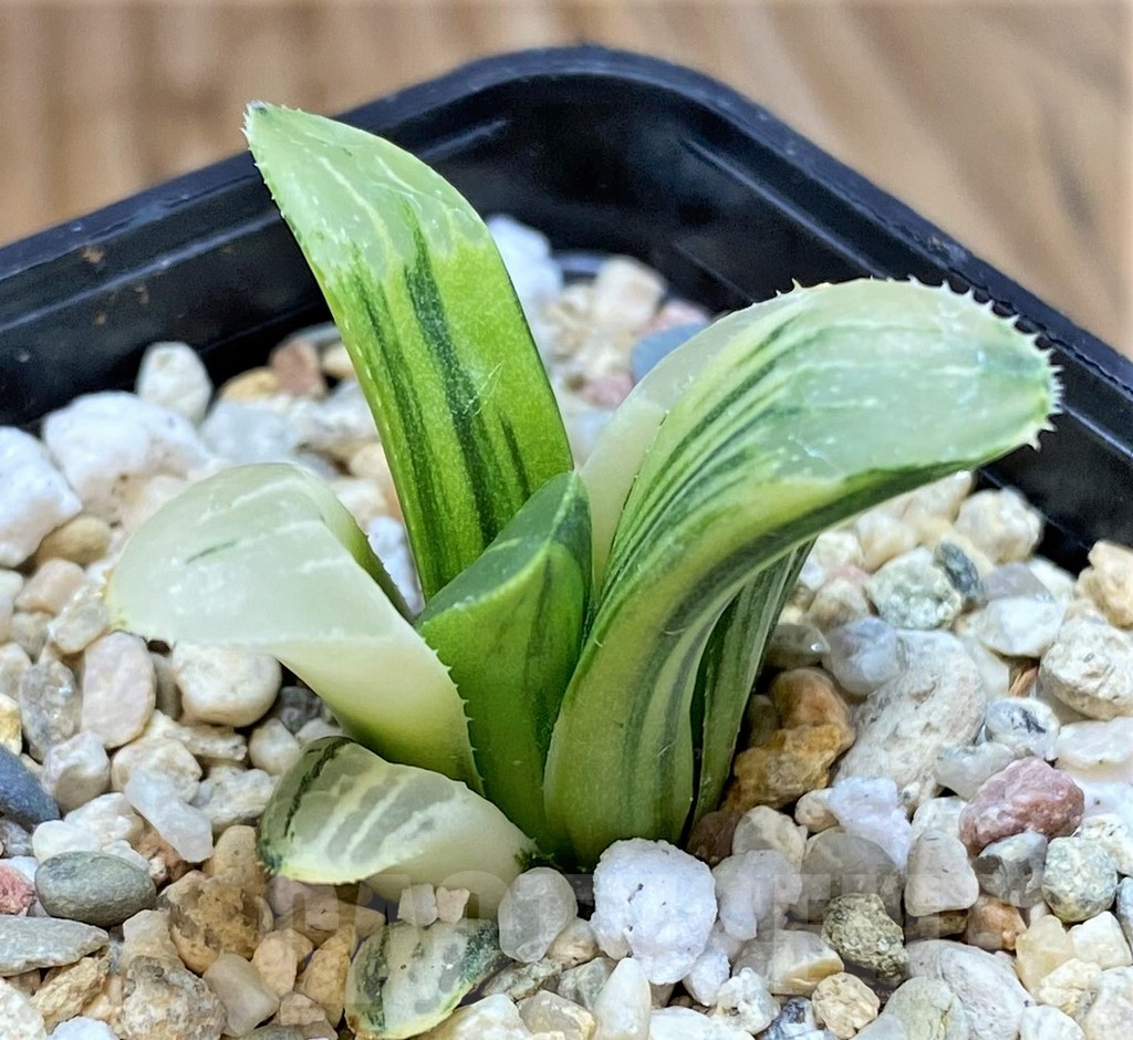 SHPR42117 Haworthia retusa f. variegata - Image 2