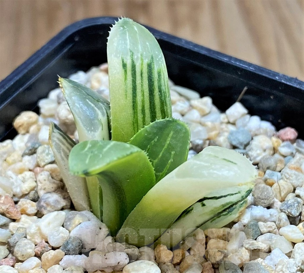 SHPR42117 Haworthia retusa f. variegata - Image 3
