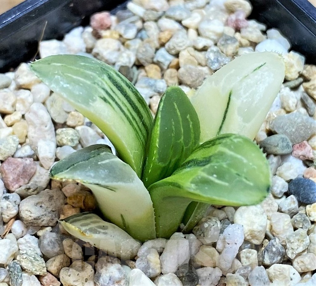 SHPR42117 Haworthia retusa f. variegata