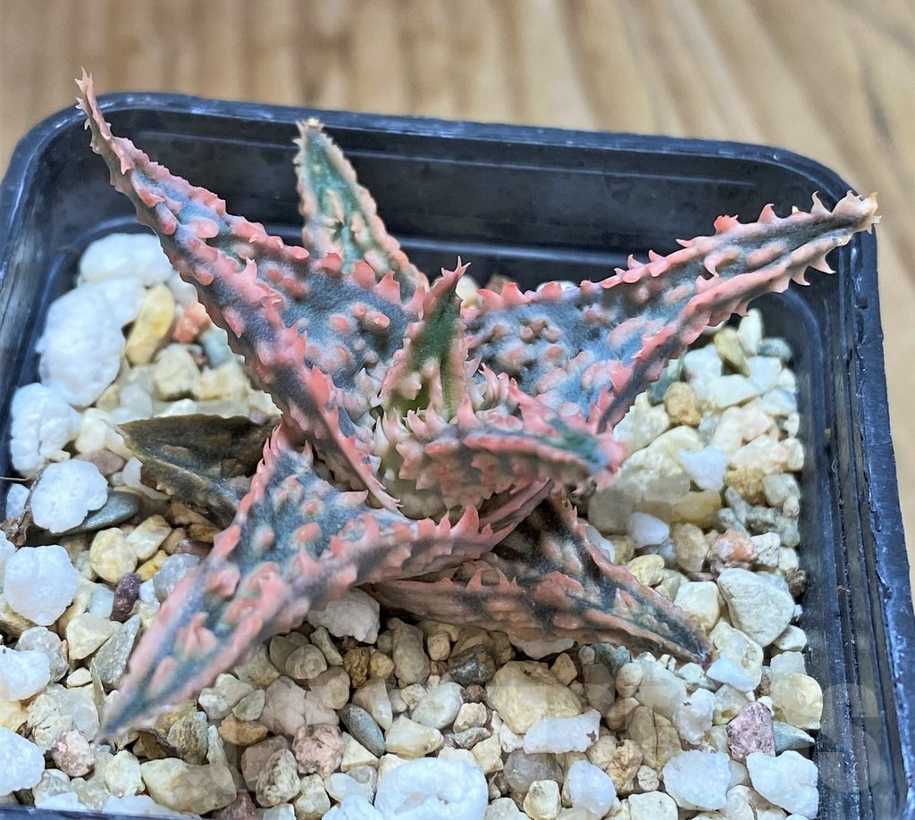 SHPR42121 Aloe hybrid - Image 2