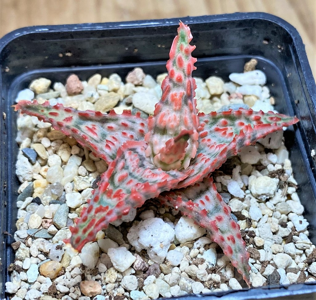 SHPR42122 Aloe hybrid - Image 2